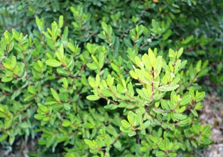 Noltea africana (Soap dogwood) - Plantinfo