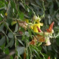 Crotalaria capensis var. obscura