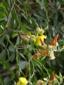 Crotalaria capensis var. obscura