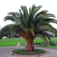 Phoenix canariensis
