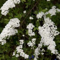 Spiraea x arguta (S. x multiflora x S. thunbergii)