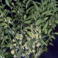 Sarcococca confusa