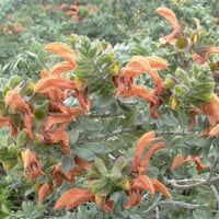 Salvia africana-lutea