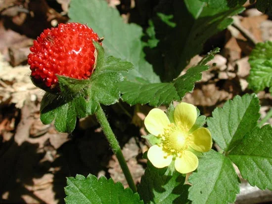Duchesnea indica