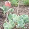Cotyledon orbiculata
