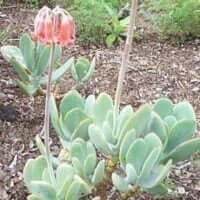 Cotyledon orbiculata