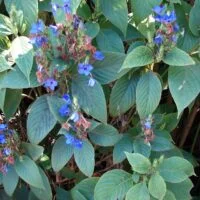 Eranthemum pulchellum