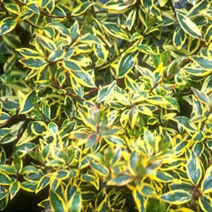 Abelia grandiflora 'Sunrise'