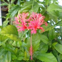 Hibiscus schizopetalus