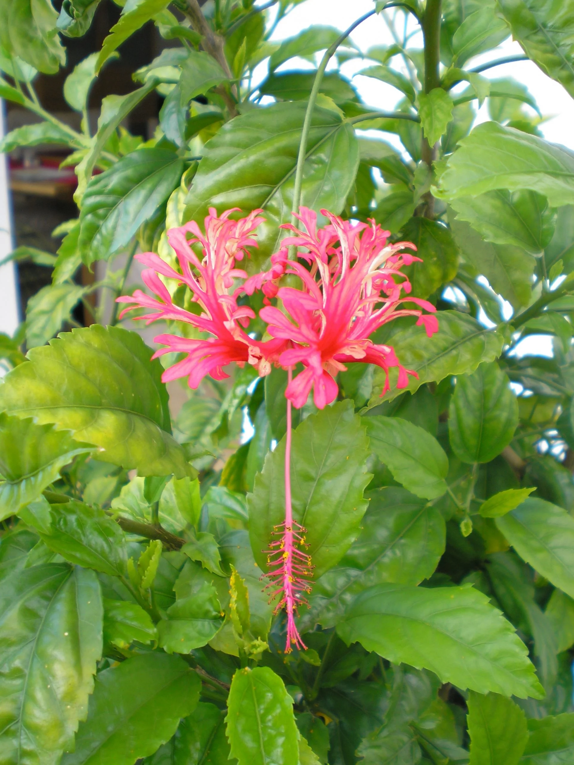 Hibiscus schizopetalus