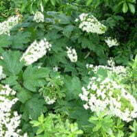 Hydrangea quercifolia