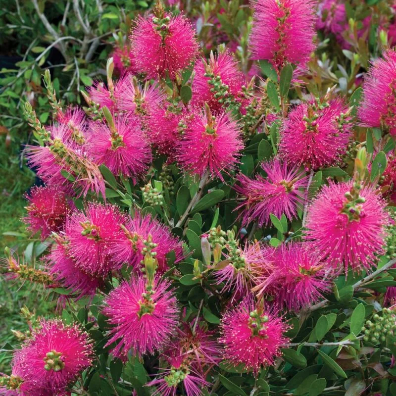 Callistemon 'Hot Pink" PBR