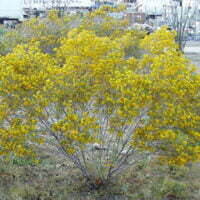 Cassia artemisioides