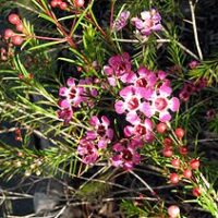 Chamaelaucium uncinatum