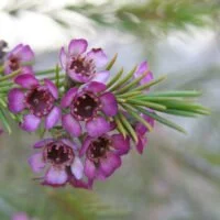 Chamaelaucium  uncinatum 'Spectrocolor'