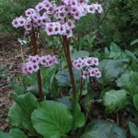 Bergenia cordifolia