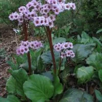 Bergenia cordifolia