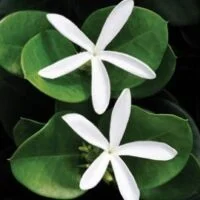 Carissa macrocarpa 'Green Carpet'