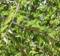 Ziziphus rivularis