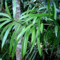 Podocarpus latifolius