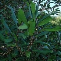 Rapanea melanophloeos