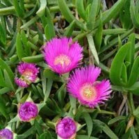 Carpobrotus edulis