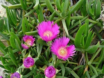 Carpobrotus edulis