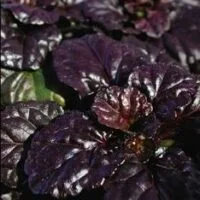 Ajuga reptans Black Scallop PBR & TM