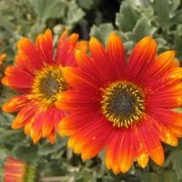 Arctotis Pumpkin Pie PBR