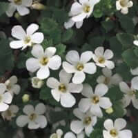 Sutera Giant Snowflake PBR & TM