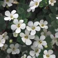 Sutera Giant Snowflake PBR & TM