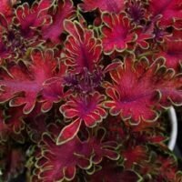 Solenostemon (Coleus) Ruffles TM Bordeaux PBR