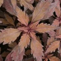 Solenostemon (Coleus) Ruby Tuesday TM