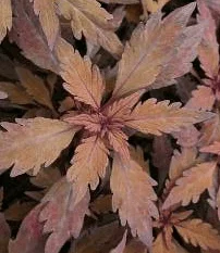 Solenostemon (Coleus) Ruby Tuesday TM