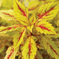 Solenostemon (Coleus) Pineapple Splash TM