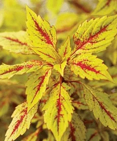 Solenostemon (Coleus) Pineapple Splash TM