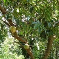 Annona muricata
