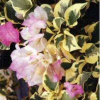 Bougainvillea Bambino TM Aurora PBR