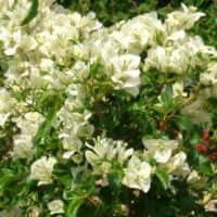 Bougainvillea Bambino TM Beesnees