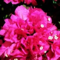 Bougainvillea Bambino Jaspa TM