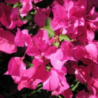 Bougainvillea Bambino TM Ningili PBR