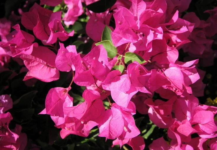 Bougainvillea Bambino TM Ningili PBR