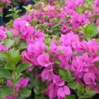Bougainvillea Bambino TM Zulu