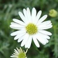 Brachycome Pacific Cloud