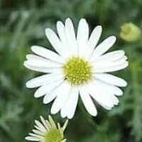 Brachycome Pacific Cloud