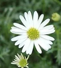 Brachycome Pacific Cloud