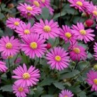 Brachycome Pacific Reef