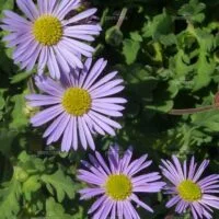 Brachycome Pacific Storm