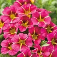 Calibrachoa Superbells Cherry Star