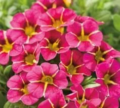 Calibrachoa Superbells Cherry Star